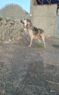 سگ  ماده عراقی فروشی