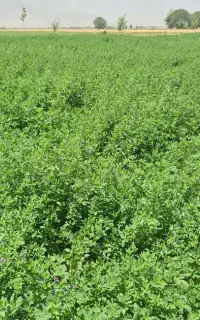 یونجه ‌و علف گزره