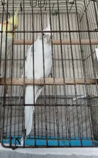 گمشده دوعدد مرغ عروس