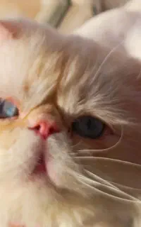 واگذاری گربه ای پرشین فلت