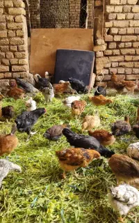 نیمچه خروس محلی