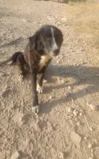 سگ چوله گیر ماده