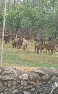 بره ماده هترو و همو
