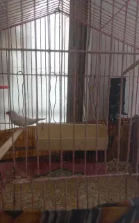فنج