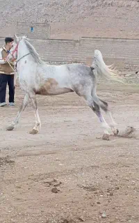 اسب