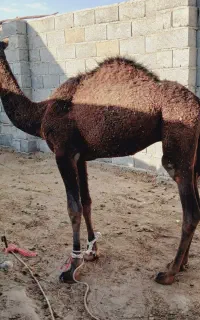 بچه شتر