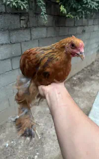 نمیچه برهما رومانی گرید A سرحال واکسن زده شده