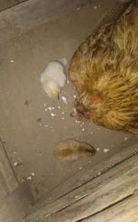 جوجه محلی ریش اصیل ترکمن