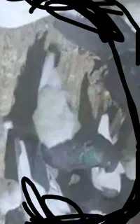 کبوتر