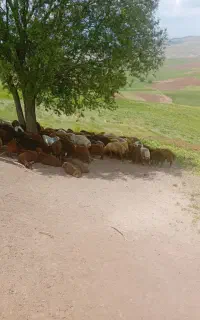 قربانی برای ماه محرم
