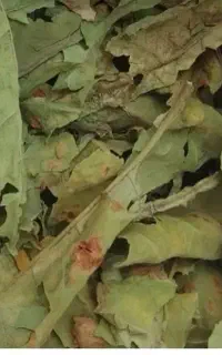 سبزی خشک محلی