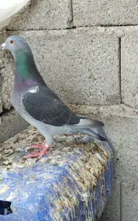 5عددکبوتر