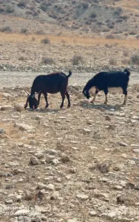 فروش بزکهردار
