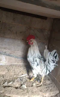 خروس گلین