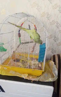 طوطی ملنگو