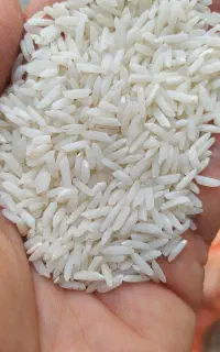 طارم هاشمی درجه یک
