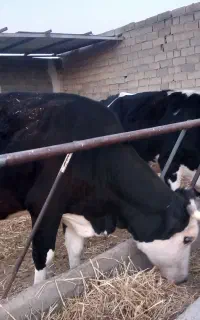 گاوشکم‌اول