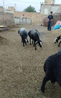 میش شالی آبستن