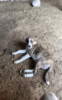 توله سگ. گله