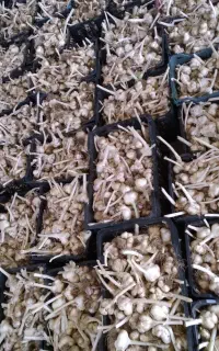 سیر درجه یک