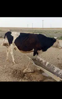 گاو  سیمنتال آبستن