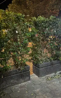 ۳ تا گلدان بتونی یاس هلندی