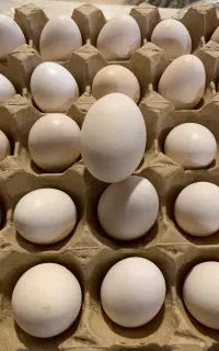 تخم نطفه دار گلین لری چهل تاج ریشو اصیل
