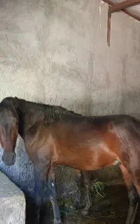 اسب کرد نر سیلمی