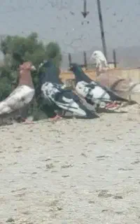 کبوتر ۶تانر نابلد