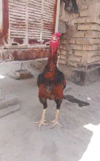 خروس لاری