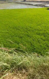 نشا برنج ( خزانه )