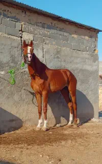 اسب
