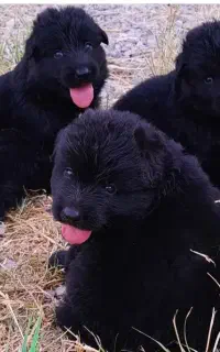 سگ واگذاری توله ژرمن بلک موبلند