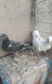 جفت جوجه آلمانی