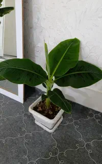 نهال موز خارجی