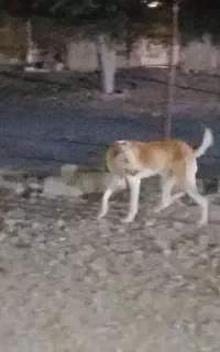 سگ افغان