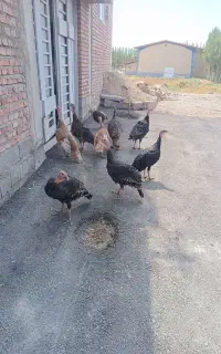 بوقلمون
