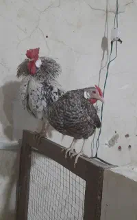مرغ وخروس رزکامپ گوشواره ای