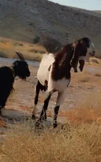 پازن بز کهر گوسفند چپش درجه یک