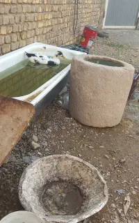 اردک