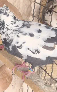 کبوتر ماده سوسکی چیل کاکل شستی