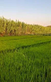 بذر شالی ندا