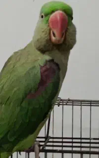 فروش طوطی
