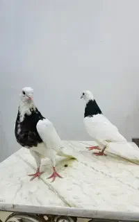 طوقی