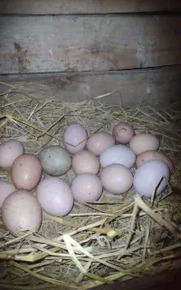 تخم مرغ محلی اصیل گیلی از نژادکرچ شو