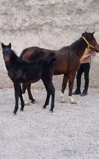 مادیان و کره ۸ماهه درجه ۱