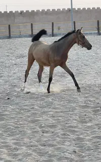 جذب نیروی کار