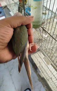 گرینچیک