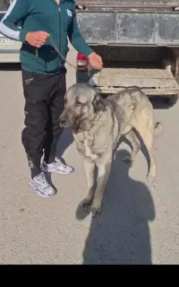 واگذاری سگ پژدر معاوضه با هر چی