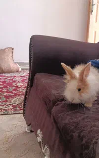 خرگوش لوپ